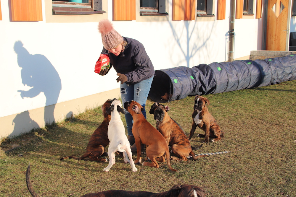 Hunde Physiotherapie | Anna-Maria Jäger beim Füttern ihrer Hunde